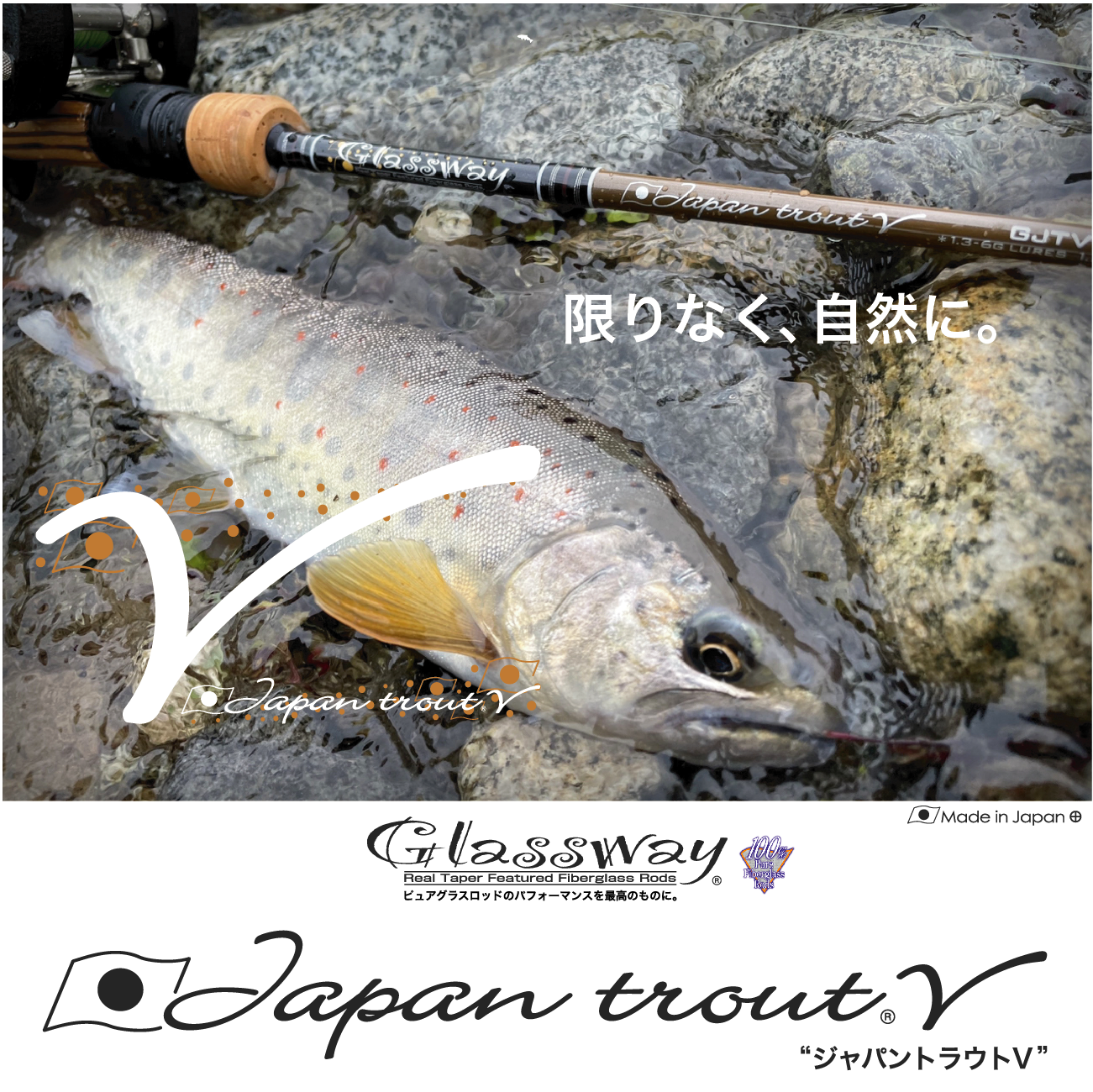 Japan trout V - TAPER & SHAPE